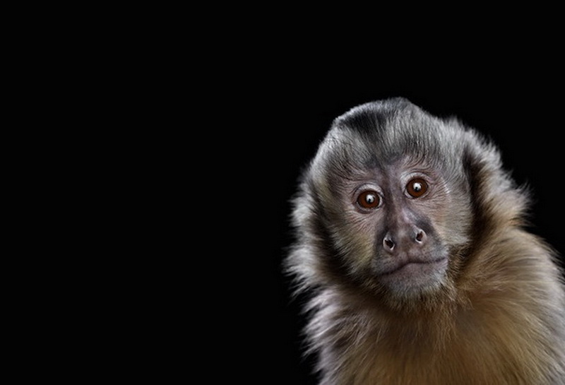 Дикие животные Брэда Уилсона - ФОТОСЕССИЯ