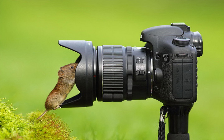 Нереально фотогеничные животные и птицы - ФОТОСЕССИЯ