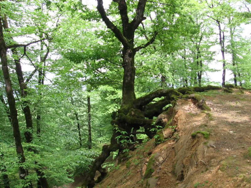 Опасные животные южного региона Азербайджана - ФОТО