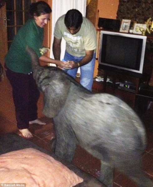 Самый неожиданный гость прибыл к африканской семье - ФОТО