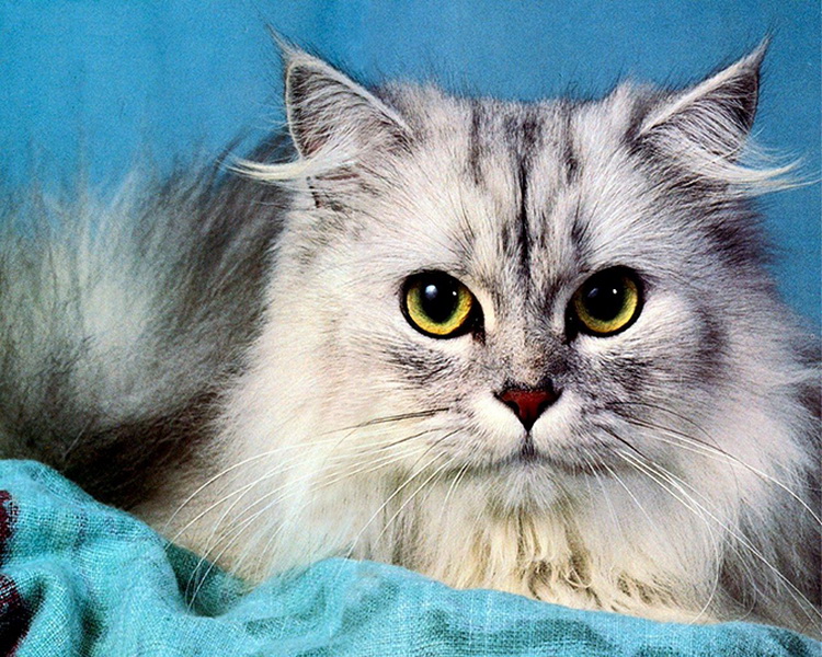 Самые красивые кошки в мире - ФОТОСЕССИЯ
